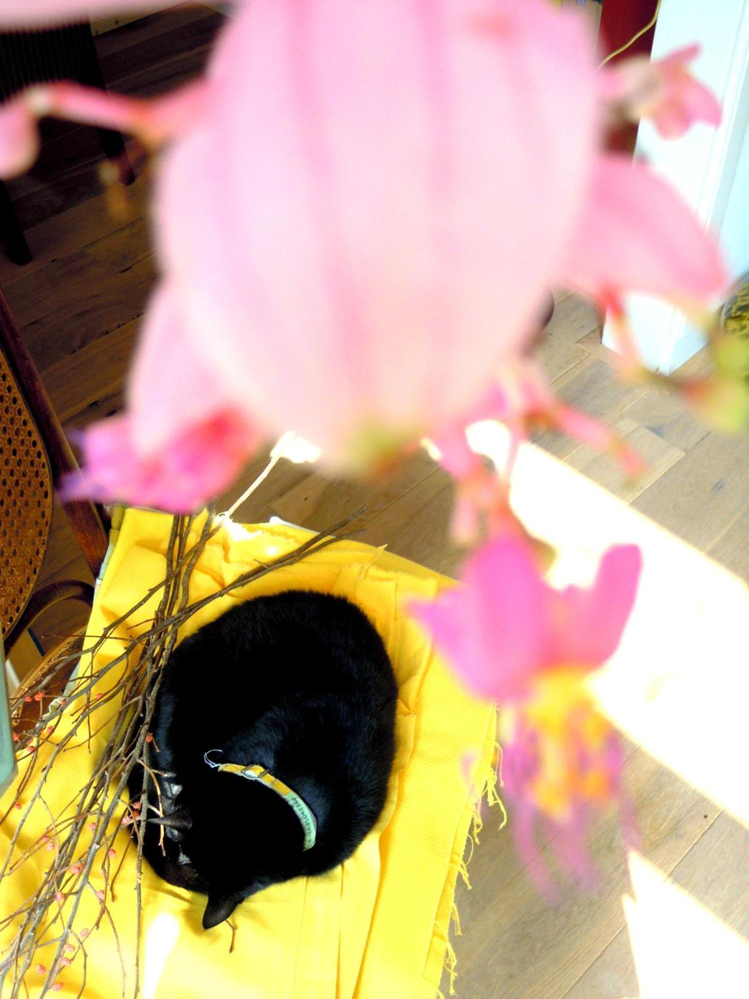 Missortelia B&B 阿姆斯特丹 外观 照片